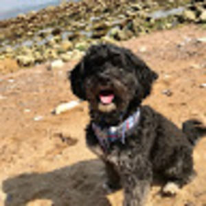 Meet your Posher, Lucy